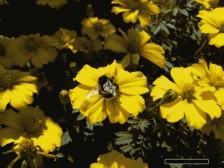 Bee on yellow Flower