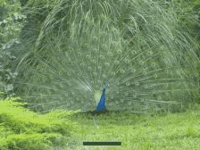 Lovely Peacock
